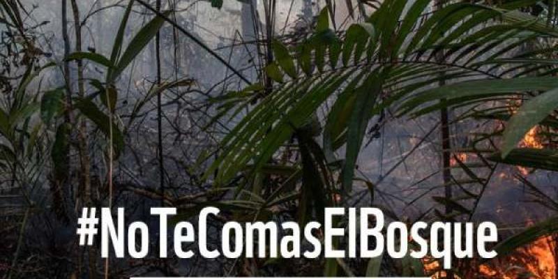Cartel de la campañana No te comas el bosque/ WWF No te comas el bosque de WWF