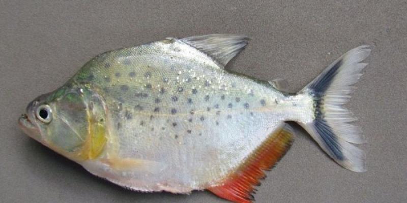 Piraña - Foto: UAM Piraña
