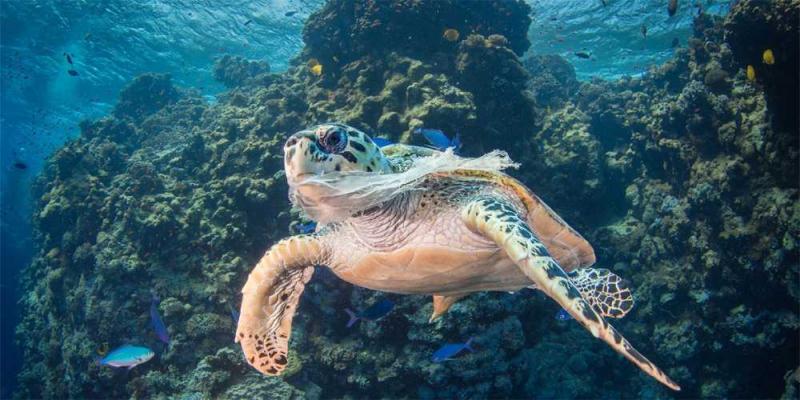 La polución por plástico en los océanos es fatal para la vida marina. / ONU