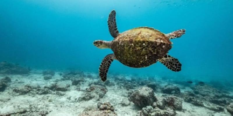 Protección mundial océanos/ Greenpeace Vida en los océanos
