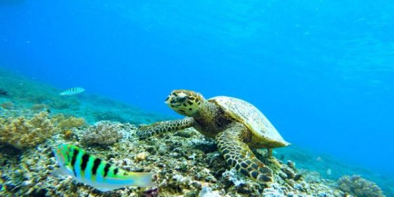 Una tortuga marina en los océanos
