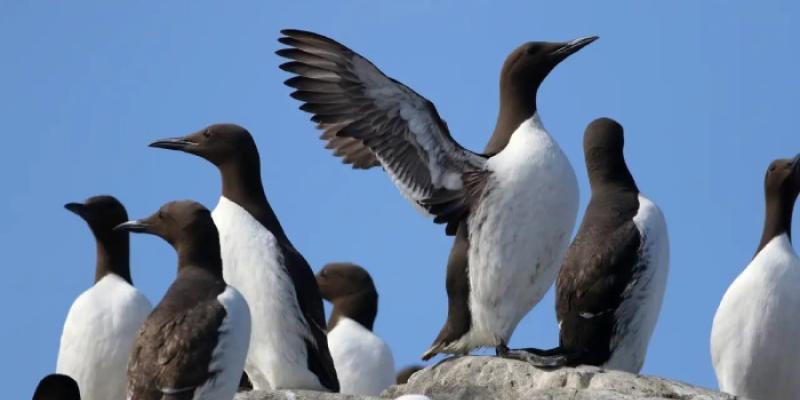 Aves marinas - Foto: iStock Aves marinas
