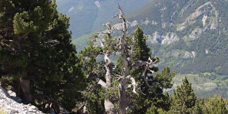 Olas de calor | Foto de Ernesto Tejedor Un ejemplar de 400 años de pino negro en los Pirineos muestra las consecuencias de las elevadas temperaturas