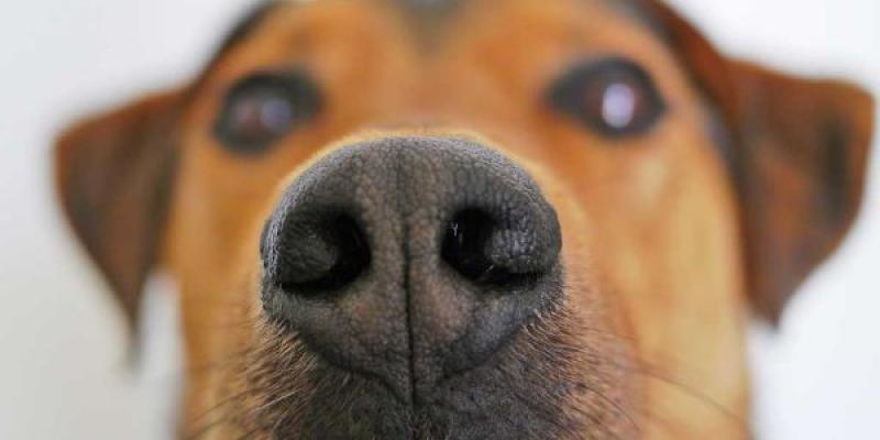 Primer plano de la cara de un perro, con detalle de su nariz  