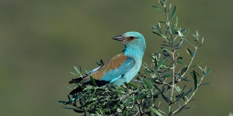 Los olivares mejoran su producción con mayor biodiversidad Más plantas atraen a más aves y los olivares mejoran su producción
