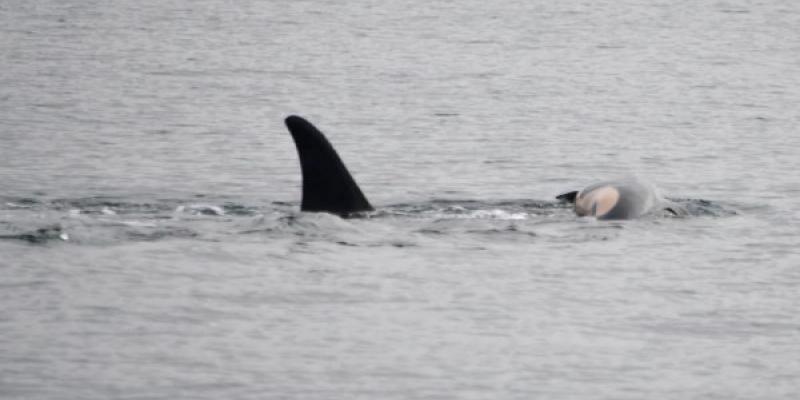La orca y el duelo de la pérdida de su cría/ National Geographic Aquí la orca cargando con su cría fallecida