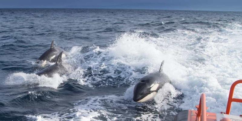 Las orcas y los ataques hacia los veleros en Galicia