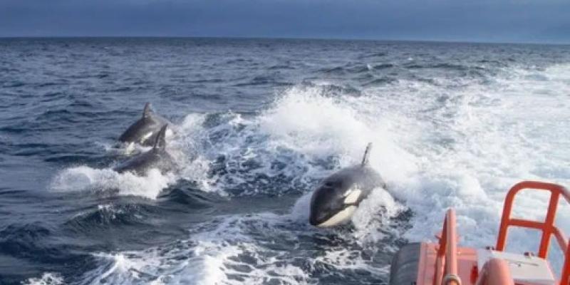 Imagen de varias orcas tras los barcos/MSN El extraño comportamiento de las orcas hacia las embarcaciones