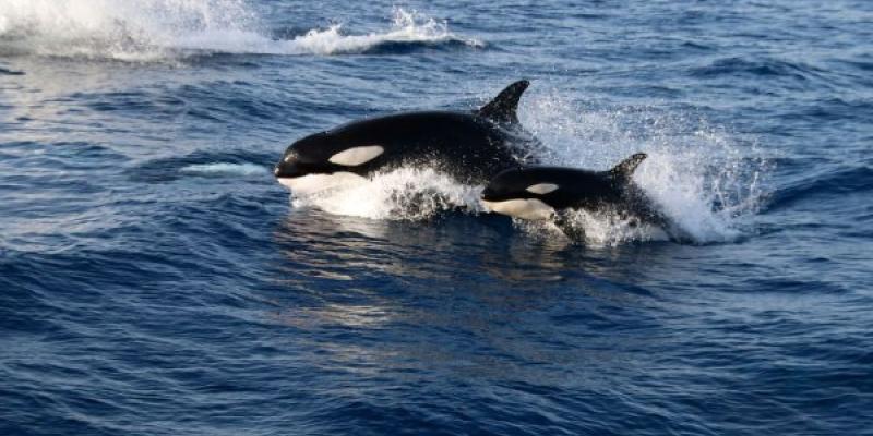 Mamíferos marinos: orcas y sus comportamientos Orcas, una madre y su cría