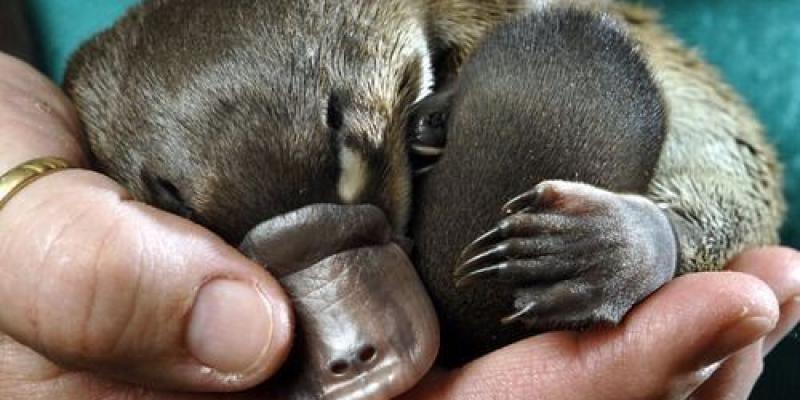 Los ornitorrincos también sufren las consecuencias de los incendios de Australia Un pequeño ornitorrinco sobre una mano. Foto de Pixabay