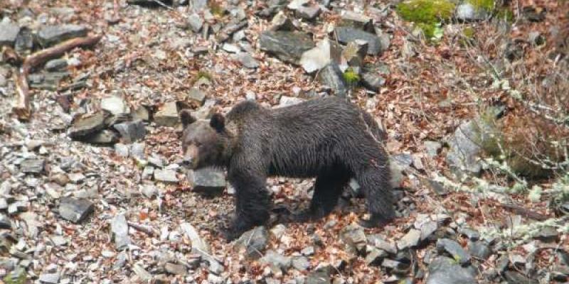 Oso pardo cantábrico