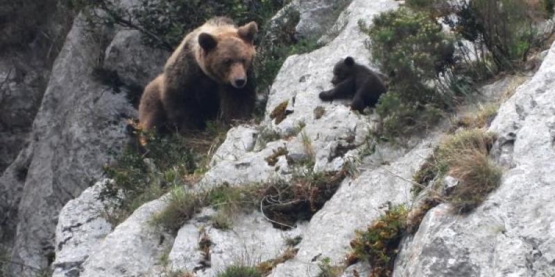 Oso pardo/ Vincenzo Penteriani Hembra de oso pardo y su cría en Asturias