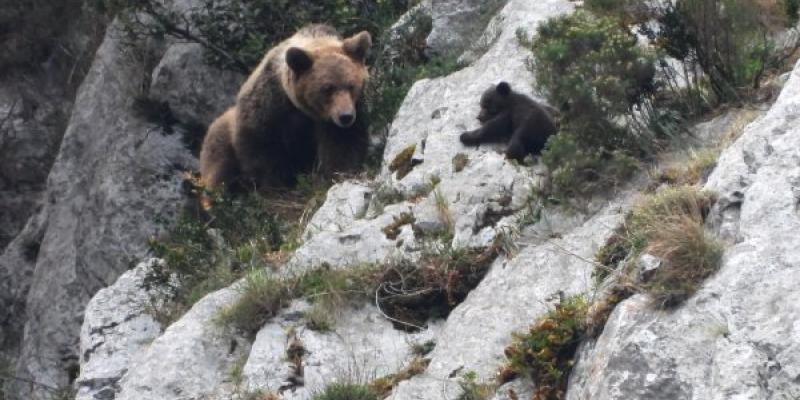 Hembra de oso pardo y su cría en Asturias