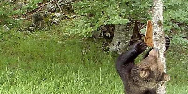 Un oso pardo retira la corteza con la que los investigadores taparon marcas en un árbo