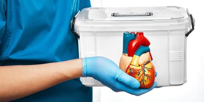 Médico con una urna y un órgano listo para trasplantar