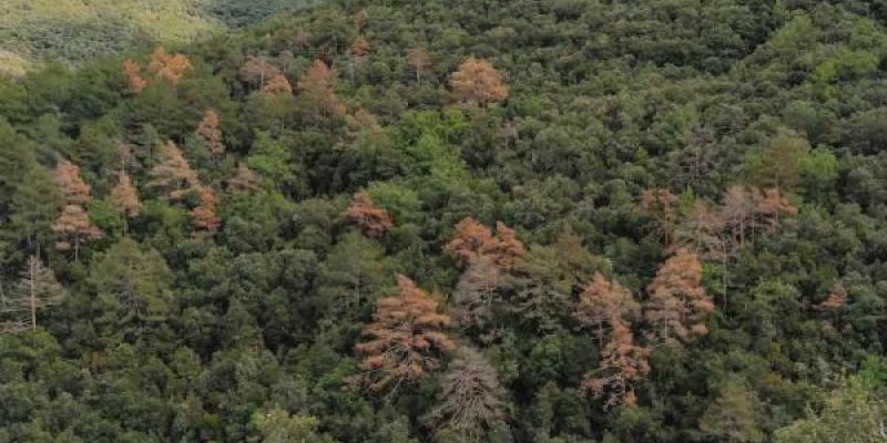 Los bosques se mueren y la pérdida de color es una señal