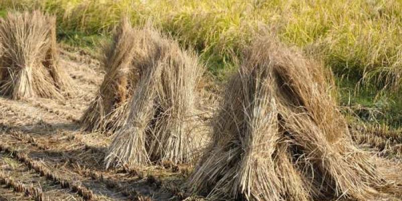 Paja de arroz para hacer envases sostenibles