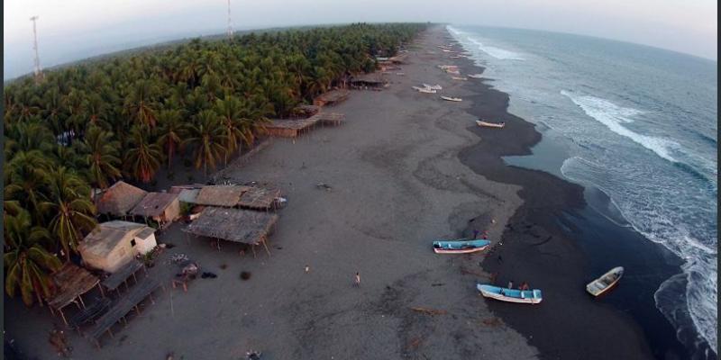 América tiene 5 veces más palmeras tropicales que Asia y África. América tiene cinco veces más palmeras tropicales que Asia y África.