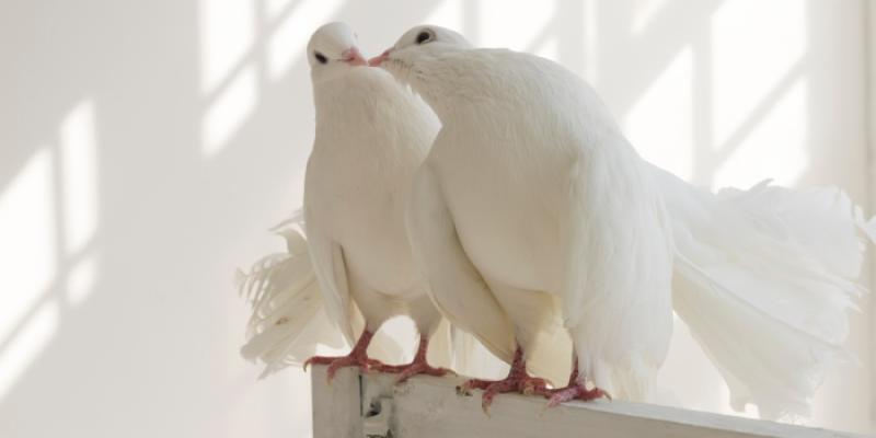 Palomas - Foto: Envato Elements Palomas
