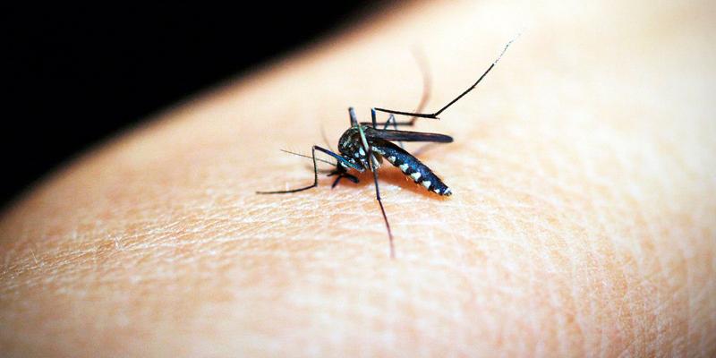La lucha para combatir el paludismo sigue activa