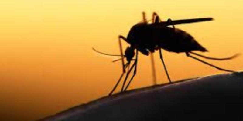 Paludismo y Malaria Lucha contra el paludismo