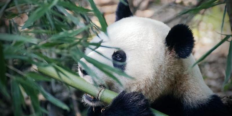 Pandas comiendo bambú
