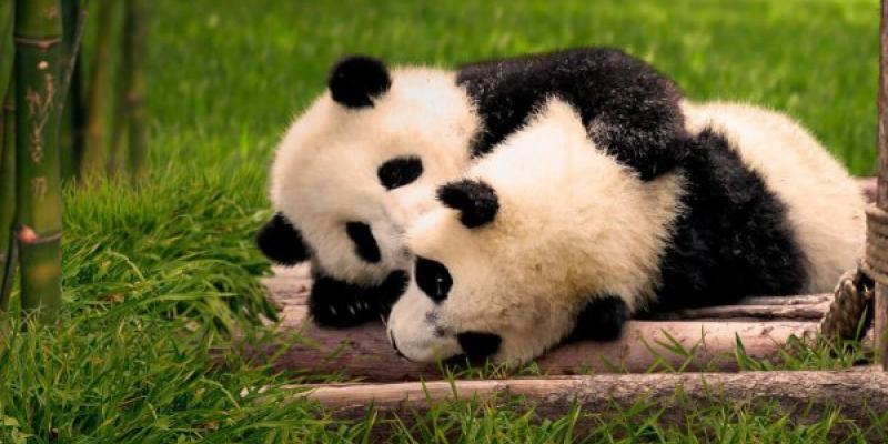 Osos Pandas en cautividad/ Zoo Aquarium de Madrid Pandas del Zoo Aquarium de Madrid