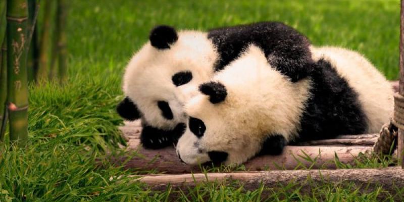 Pandas del Zoo Aquarium de Madrid