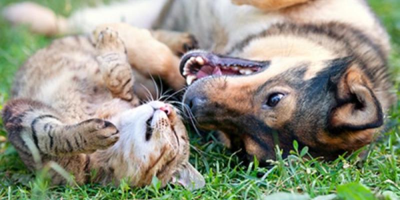 mascotas frente a los parásitos externos