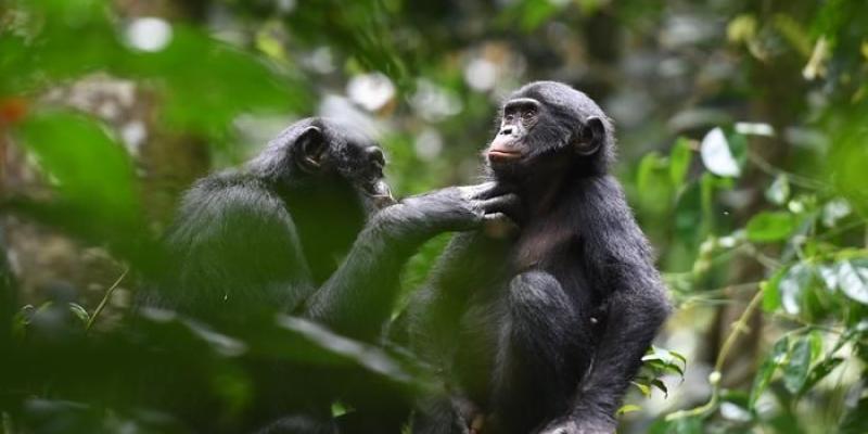 Una pareja de bonobos