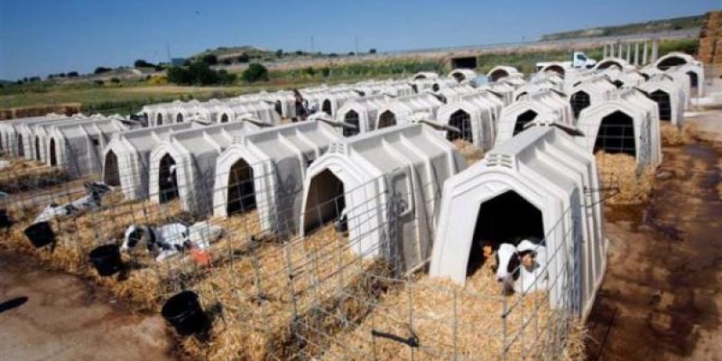 Una de las granjas proveedoras de Calidad Pascual, en las que se cumplen todas las normas de bienestar animal.