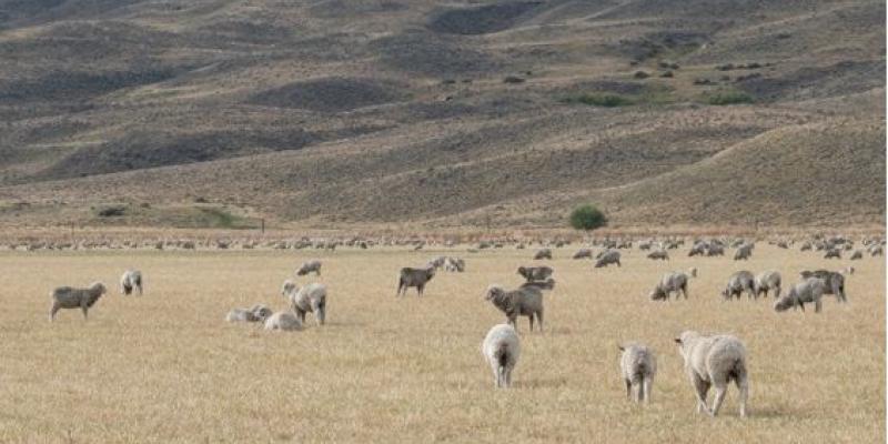 Ejemplo de pastoreo en zonas secas