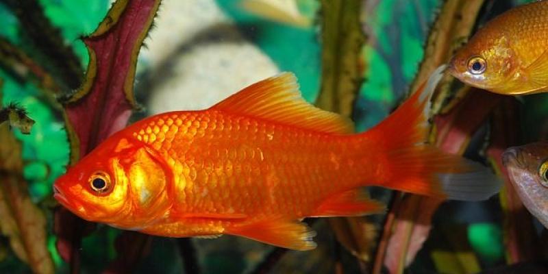 Enfermedades que padecen los peces de acuario Peces de acuario