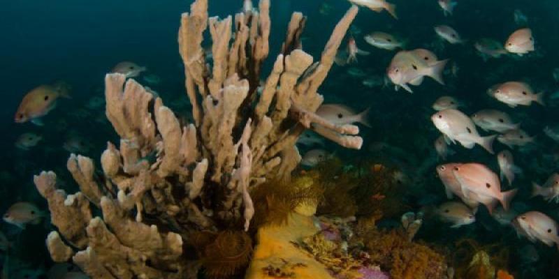 Peces de arrecife en Tasmania, en Australia