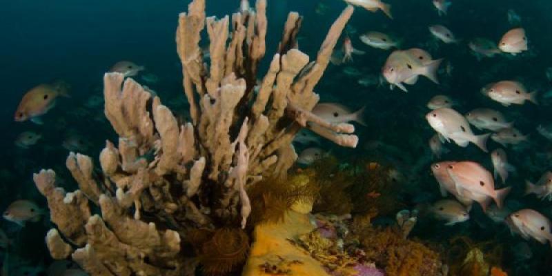 Los peces son cada vez más pequeños por el cambio climático. Foto de Antonia Cooper Peces de arrecife en Tasmania, en Australia