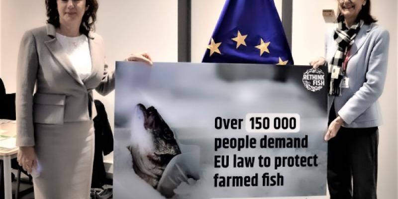 Derechos de los peces de piscifactoría La campaña para la defensa de peces de piscifactoría
