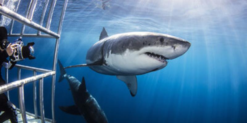 Imagen de un tiburón/envatoelements Las pelis sobre el mar aterran en nuestras vidas