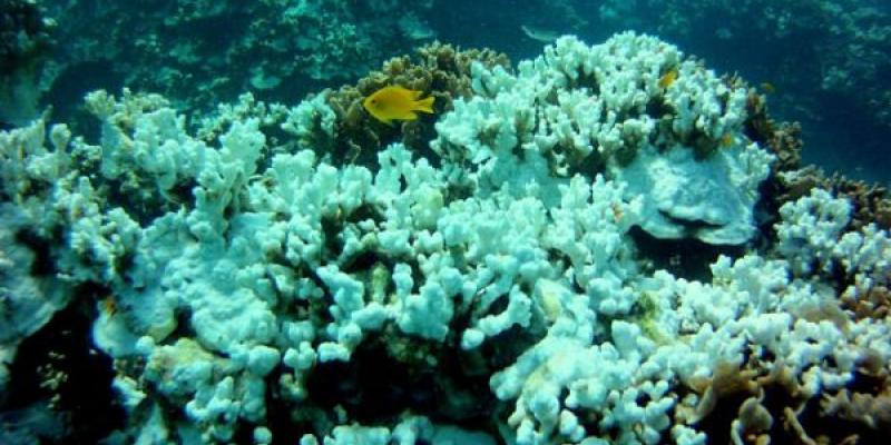 Imagen de un arrecife de coral/Prevención Integral El calentamiento de los océanos provoca la desaparición de los arrecifes de coral