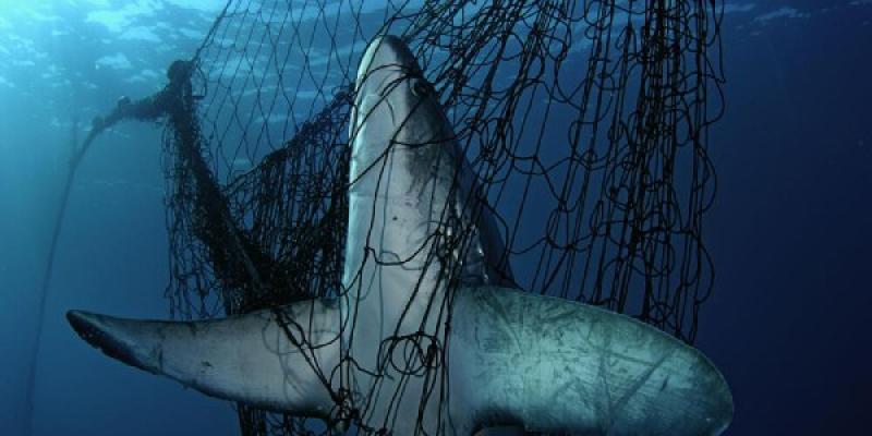 Tiburon atrapado en redes de sobrepesca
