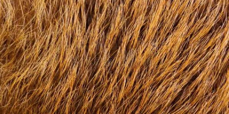 Los pelos de mamíferos y lo que nos cuentan