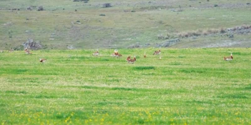 Aves agrícolas | Foto de SEO/BirdLife Avutardas euroasiáticas en un barbecho de Extremadura