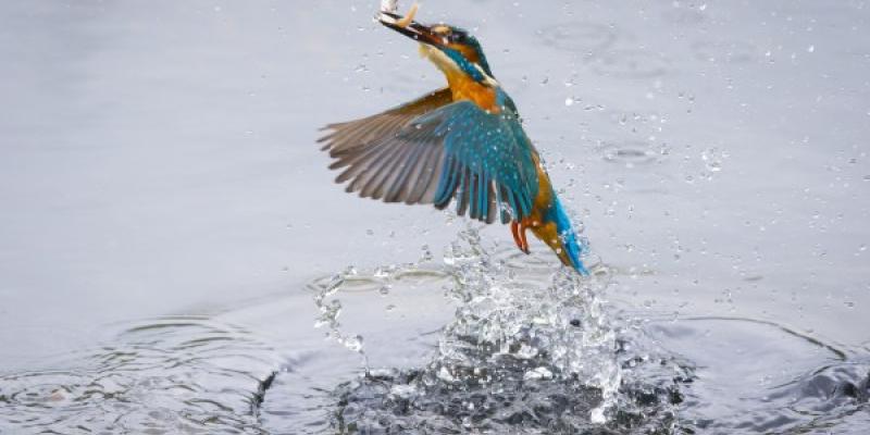 Martín pescados, una de las especies de aves españolas