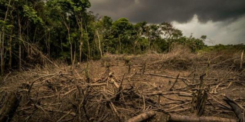 La preocupación por la pérdida de naturaleza/ WWF UK Pérdida de naturaleza