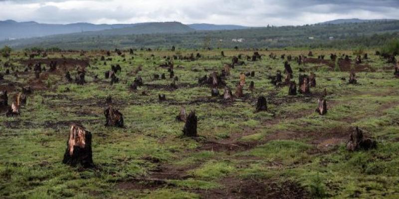 Pérdida de naturaleza: los ecosistemas que se pierden