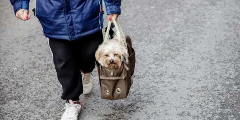 Razas como el yorkshire terrier, el chihuahueño, el caniche o el pomerania, se han convertido en una moda que hace proliferar las malas prácticas de cría.