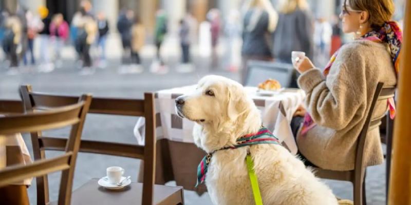 Perro con lazo de colores - Foto: iStock Perro con lazo de colores