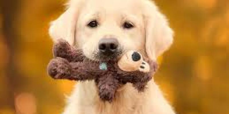 iva veterinario El IVA veterinario ahorra 20 euros a las familias