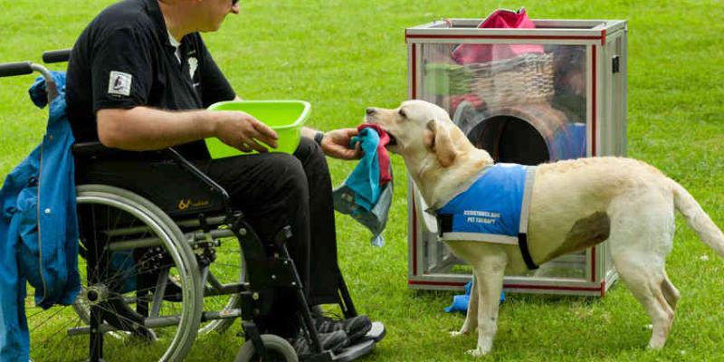 Perros de asistencia para personas con discapacidad