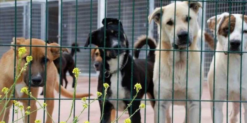 Los perros ayudan a jóvenes con trastornos de la conducta alimentaria