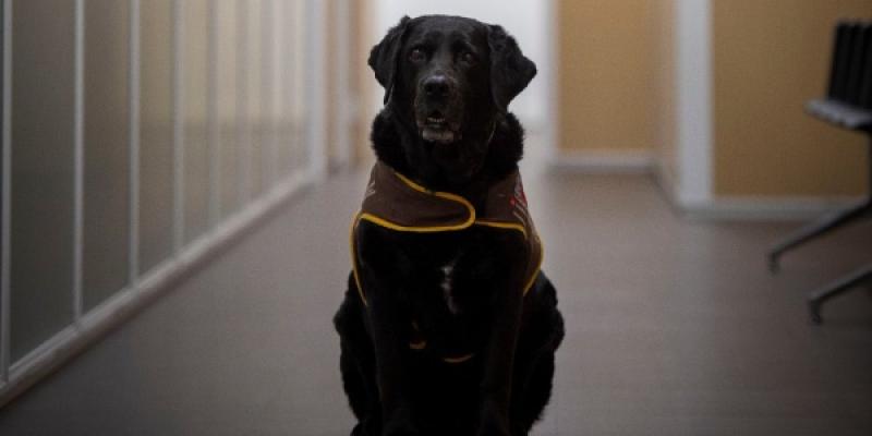 Los perros que ayudan en procesos judiciales/ Purina Perros en procesos judiciales